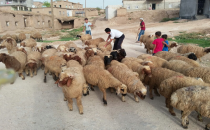 Dışarıdan hayvan gelmeyince fiyatlar inmedi