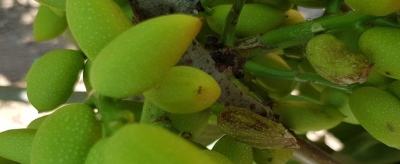 Dolu'dan Zarar Gören Fıstık Ağaçlarına Çözüm 