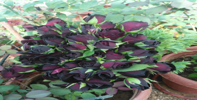 Dünyada Sadece Halfeti'de Yetişiyor