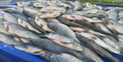 Ekmekleri Atatürk Barajından Çıkıyor