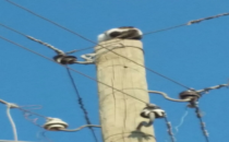 Elektrik direğinde mahsur kalan kedi kurtarıldı