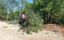 Etkili olan fırtına hububat alanlarına zarar verdi