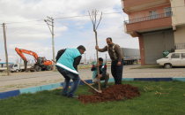 Eyyübiye Belediyesi Her Tarafı Yeşillendiriyor