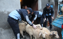 Eyyübiye'nin Kanayan Yarası Olan Ahırlardaki Hayvanlar Tahliye Ediliyor