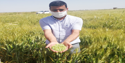 Firik Hasadı Başladı