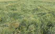 Fırtına hububata üreticisini olumsuz etkiledi‏