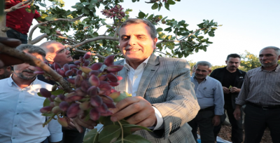 Fıstığın Anavatanı Şanlıurfa'da Hasat Başladı