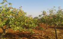 Fıstık bol işçi yok