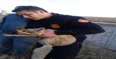 Foseptik çukuruna düşen tilki kurtarıldı