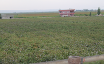 GAP Çiftçi yağış Mağduru‏