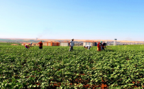 Gap Çiftçisi: "Mazotu Düşürün, Destekleme Vermeyin!"