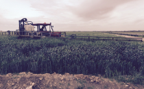 Gap  Hububatını  Pas Hastalığı Vurdu