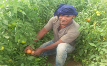 GAP' ta Domates Tarlada Kaldı