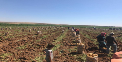 GAP'ta ürün çeşidi çoğaldı