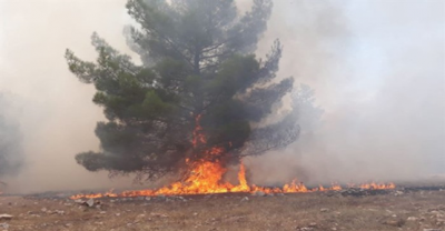 Göbeklitepe Civarında Orman Yangını