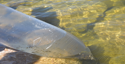 Göl ve göletlerimiz 5 milyon yavru balıkla buluşuyor