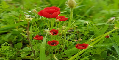 Güneş Toprağı Canlandırarak Bitkilerin Çiçek Açmasını Sağladı