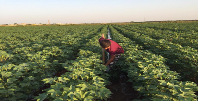 Güneşin Altında Sulama Yapmaya Çalışıyorlar