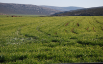 Güneydoğu, en verimli yılını geçiriyor