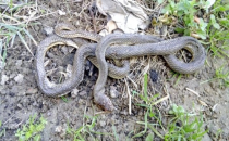 Halfeti'da çocuğu yılan soktu