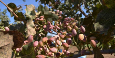 Halfeti'de Fıstık Hasadı Başladı