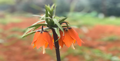 Halfeti'de Ters Lale Mevsimi