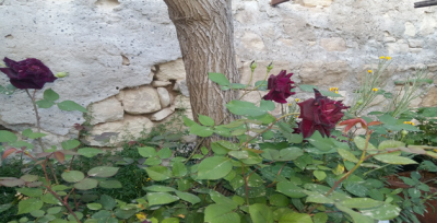 Halfeti'ye Has Çiçek 