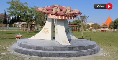 Haliliye Değerlerine Sahip Çıkıyor