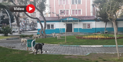 Haliliye'de Başıboş Köpekler Tehlike Saçıyor