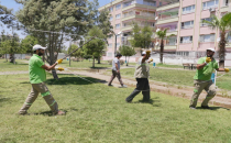 Haliliye'de Sinekle Mücadele Yeni Yöntem