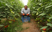 Harran ovası bereket fışkırıyor