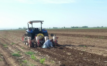 Harran ovasında ilk pamuk ekimi başladı
