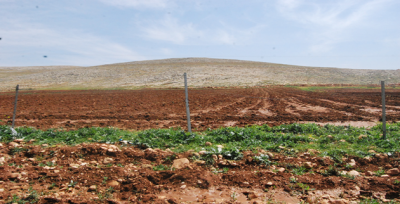 Harran Ovasında Pamuk Hazırlığı Başladı