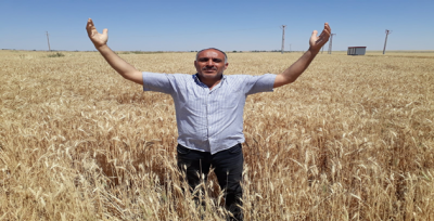 Harran Ovası'ndaki mahsulde rekolte yüksek