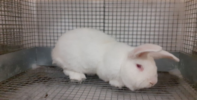 Harran Üniversitesi Bilimsel Çalışmalarda Hız Kesmiyor