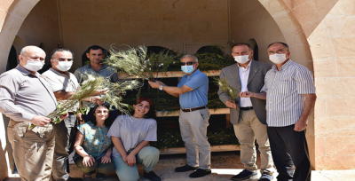 Harran Üniversitesi'nde İpek Böcekçiliğinde İlk Hasatlar Yapıldı