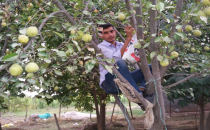 Harran'da Armut Hasadı Başladı