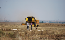Harran'da arpa hasadı başladı