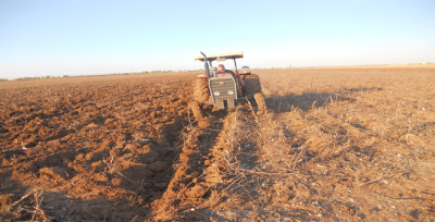 Harran'da Buğday Ekim Hazırlığı Başladı