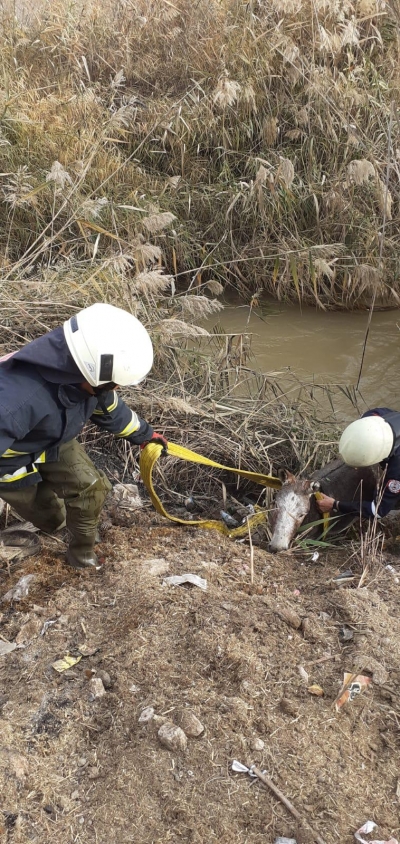 Harran'da Eşek Kurtarma Operasyonu