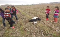Harran'da Hayvan Ölümleri Artı