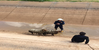 Harran'da Kanala Düşen Koyunlar Kurtarıldı