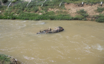 Harran'da ölen hayvan leşleri kanalara atılıyor