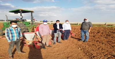 Harran'da pamuk toprakla buluştu
