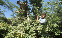 Harran'da Yaz Japon Eriği Çiftçiyi Sevindirdi