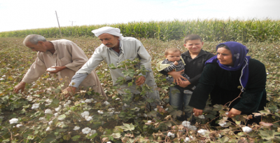 Harran'ın Kurak Toprakları Bereket Saçıyor