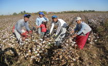 Harranlı işçiler çalışmak için Çukurova'ya göç ettiler
