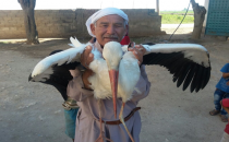 Hasta leylek'e Harranlı Çiftçi Sahip Çıktı