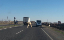 Hayvanlar kaza riskini artırıyor