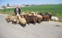 Hayvanlar meraya bırakıldı